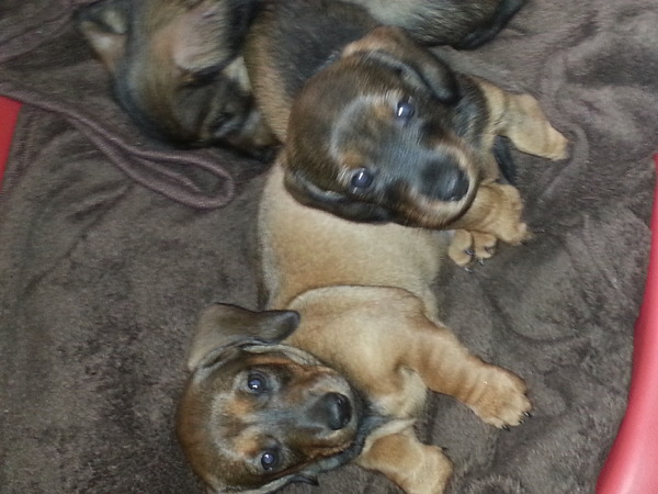 jacqueline van lieshout