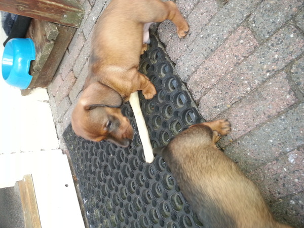 jacqueline van lieshout