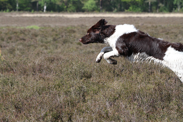 Drentsche Patrijshond - Drenstche heide