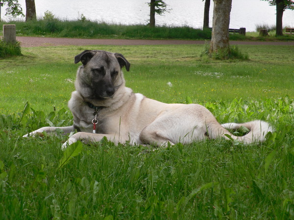 Kangal