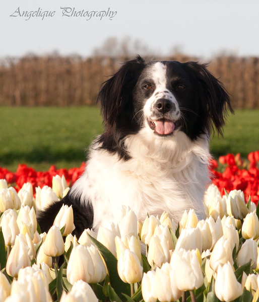 De Hollandse hond! 