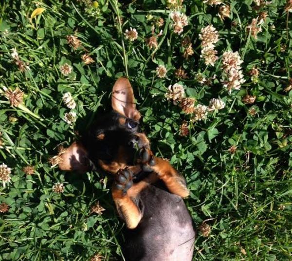 Dwergpinscher