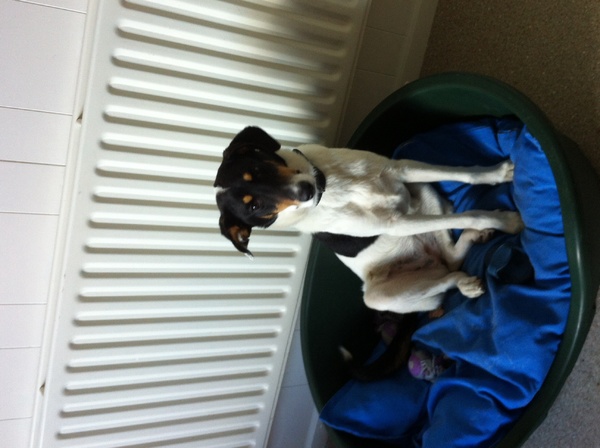 Schotse Herdershond, Korthaar