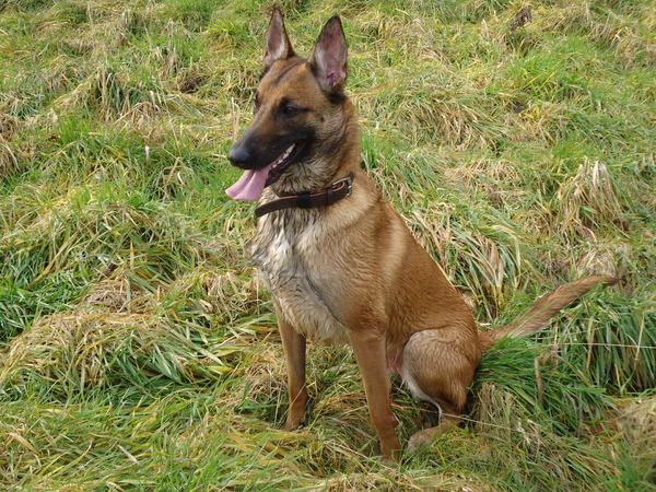 Belgische Herdershond, Mechelse