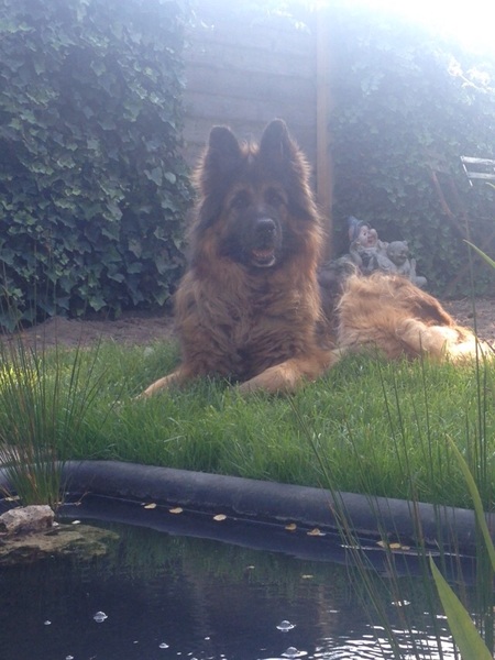 Duitse Herdershond Langstokhaar