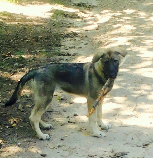 Shiloh Shepherd