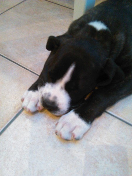 American Staffordshire Terrier