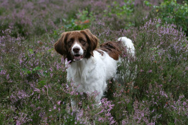 Drentsche Patrijshond