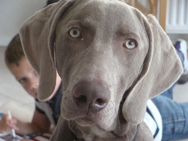 Weimaraner