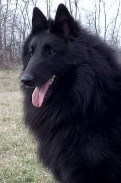 Temperamental Groenendaeler & Tervuerense Herders