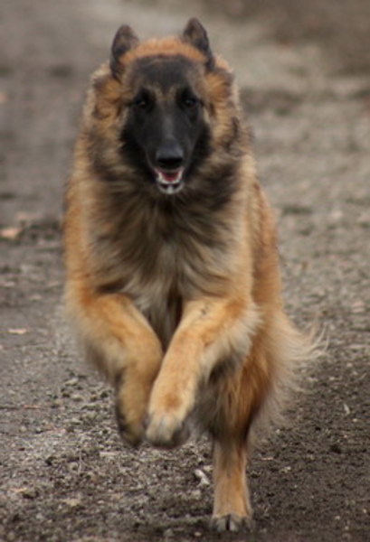 Temperamental Groenendaeler & Tervuerense Herders