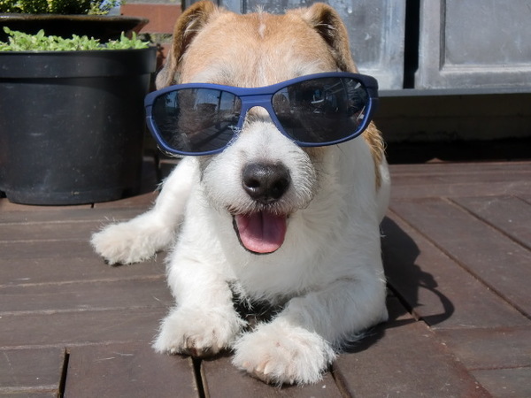 Jack Russell Terrier