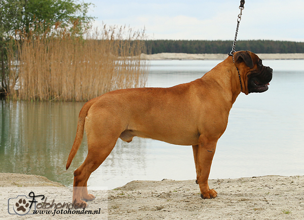 Marouds Pride Bullmastiffs