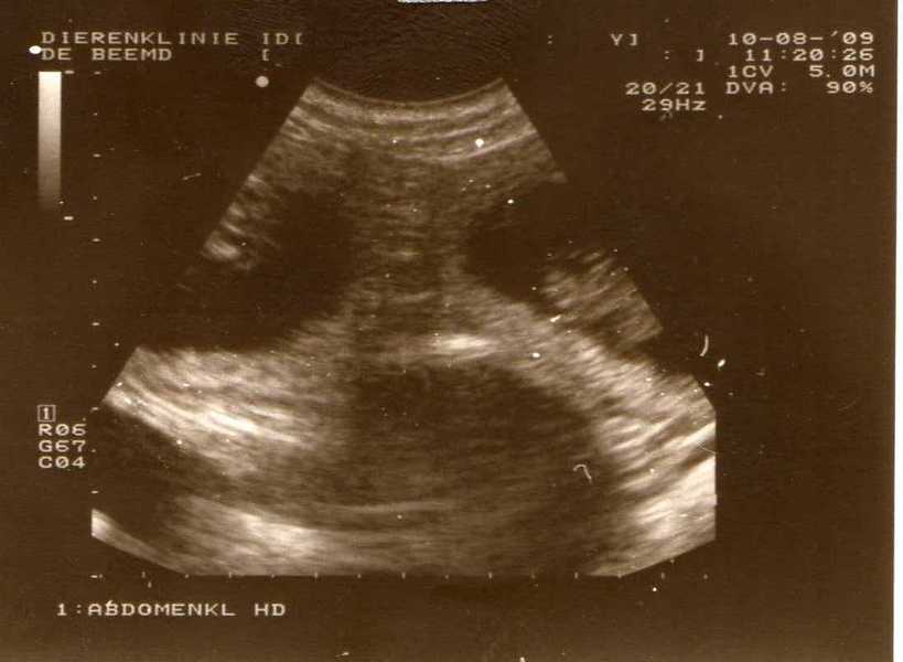 ego van de pups van layla en paco 