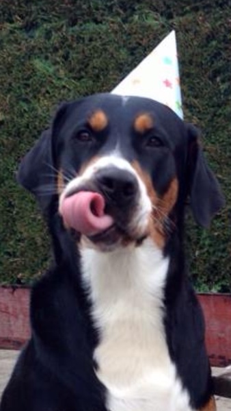 Grote Zwitserse Sennenhond