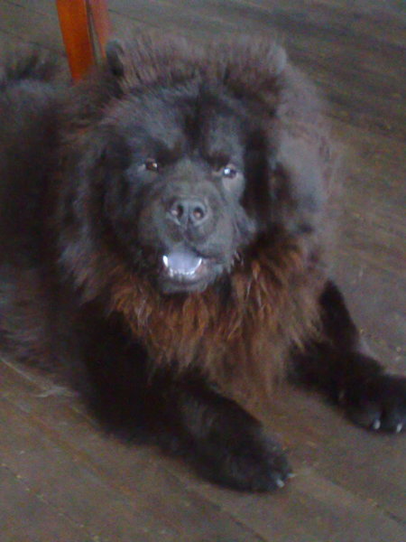Chow chow