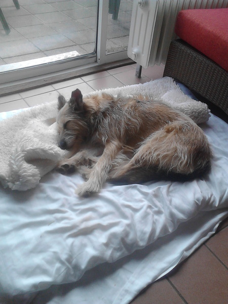 Picardische Herdershond