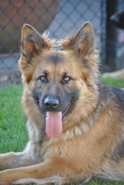 Oud Duitse Herdershond