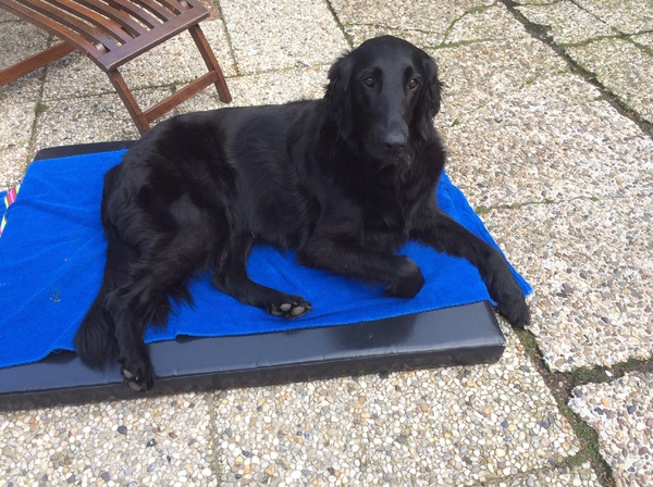 Flatcoated Retriever