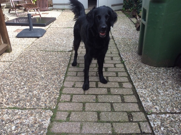 Flatcoated Retriever