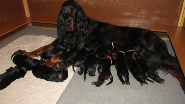 From Vancouver Castle