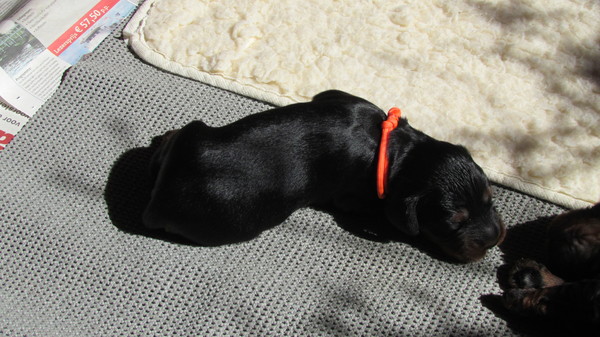 From Vancouver Castle