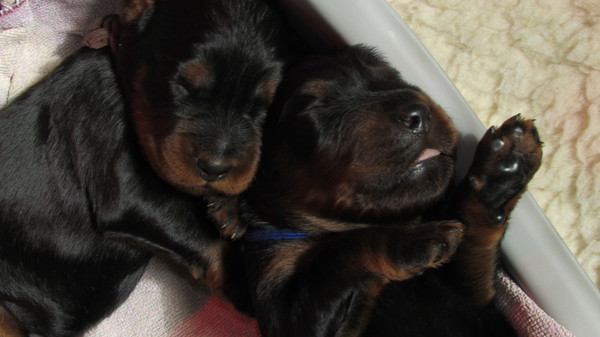 From Vancouver Castle