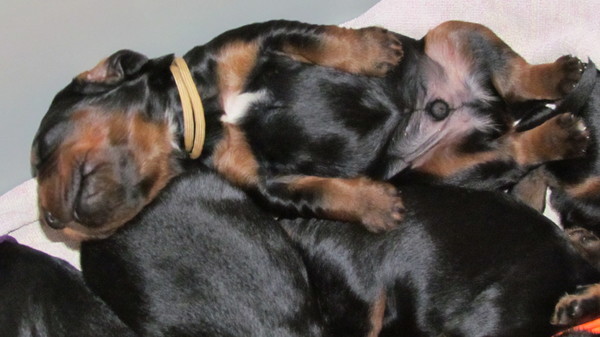 From Vancouver Castle