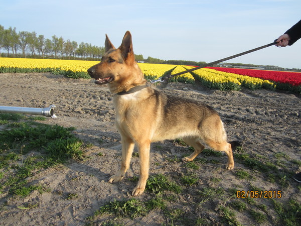 Westfriesland working dogs