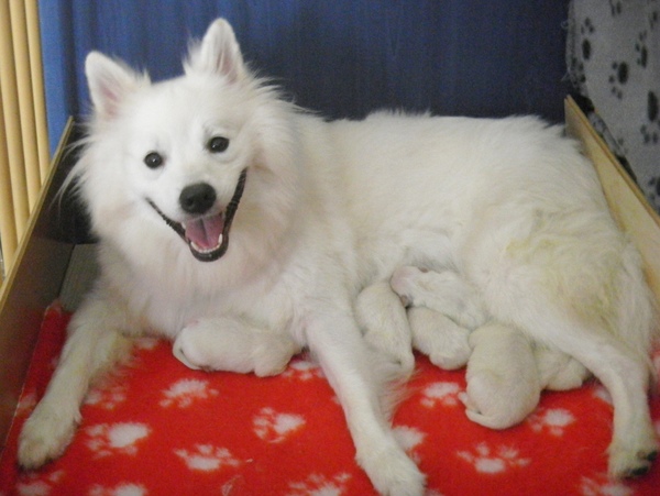 kennel DE GROTE WITTE KEES.