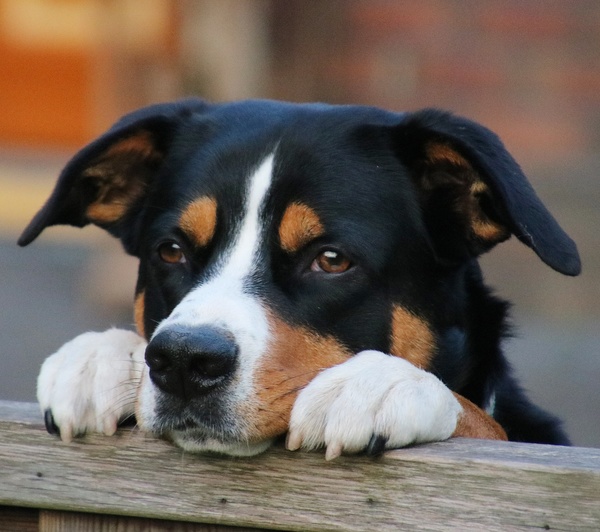 Entlebucher Sennenhond