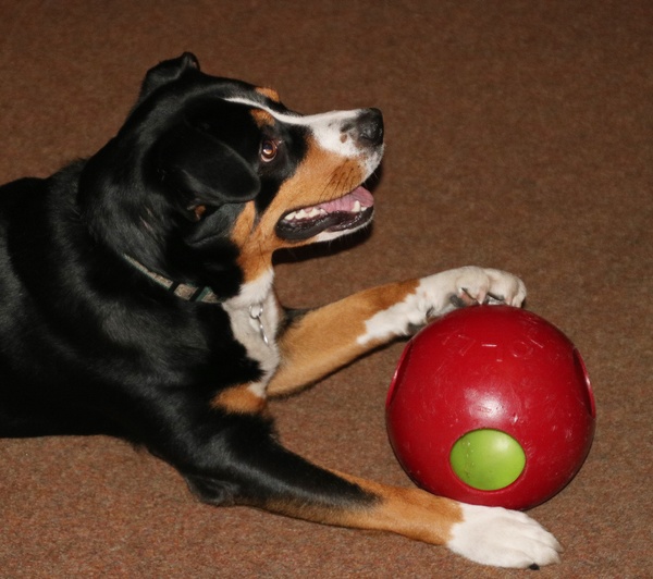Entlebucher Sennenhond