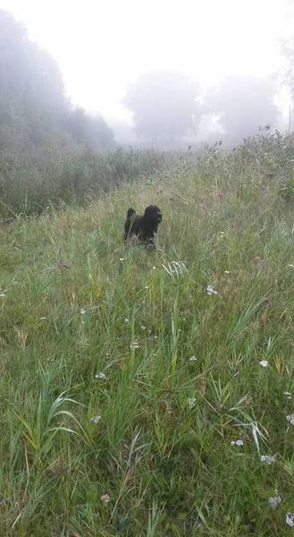 In de vroege ochtend, voordat de zon doorkomt is er al veel dauw. Een teken dat de herfst er aan komt.
