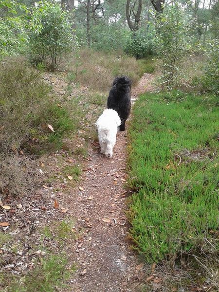 Ideaal weer om te wandelen in het bos.