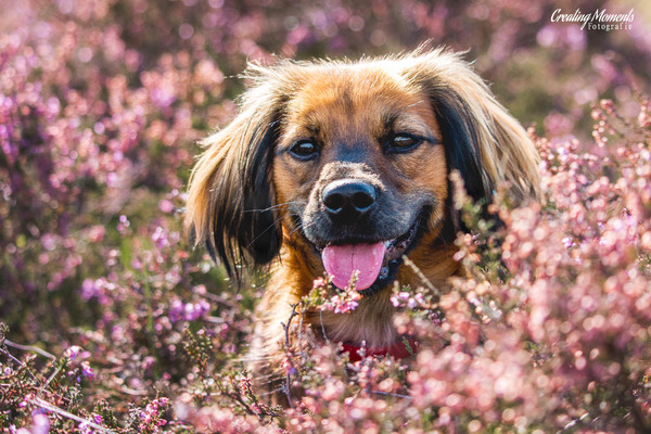 Genieten van de hei!