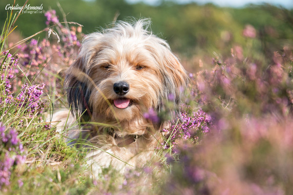 Genieten van de hei met Toto