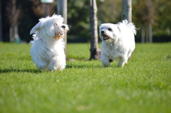Lekker nog rauzen door t groene gras in de zon