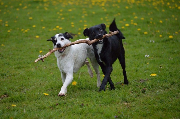 Samen spelen, samen delen...