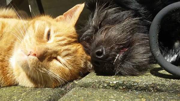 Samen van de zon genieten