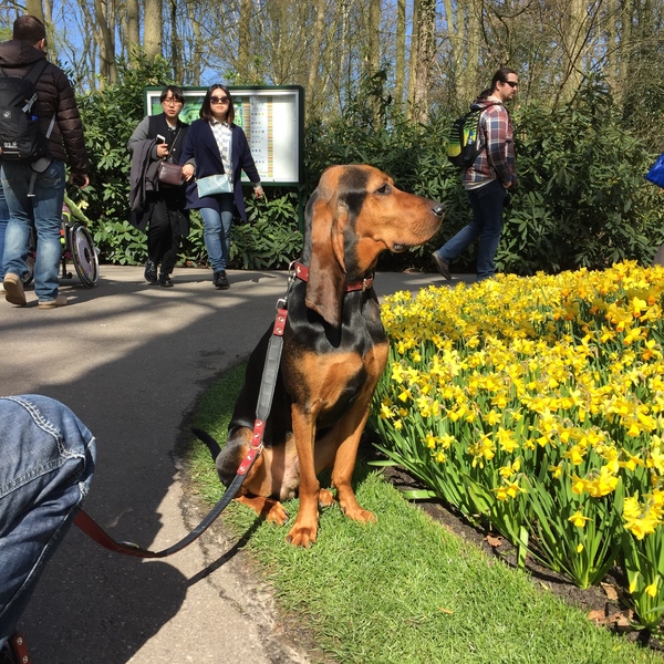 Chien Courant du Jura