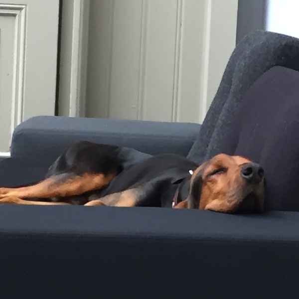 Chien Courant du Jura