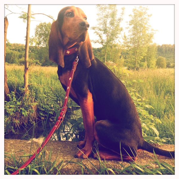 Chien Courant du Jura