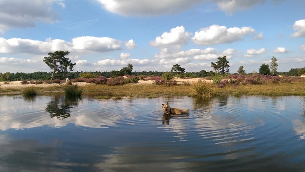 Nazomer in de Soesterduinen