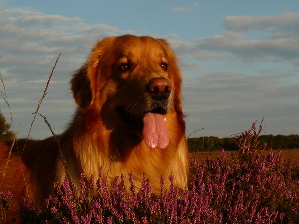 In het avondzonnetje