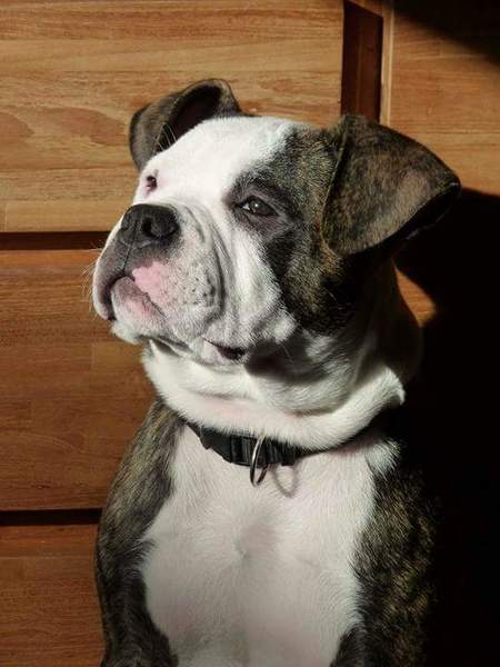 Rebel geniet van zon in huis