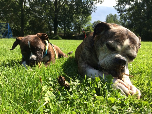 Samen knagen aan een stok'-)