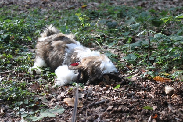 Wandeling in het bos met Olaf