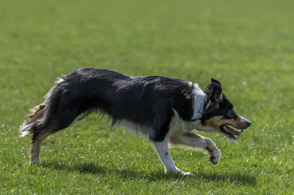 Steady Cherryborders