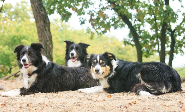 Steady Cherryborders