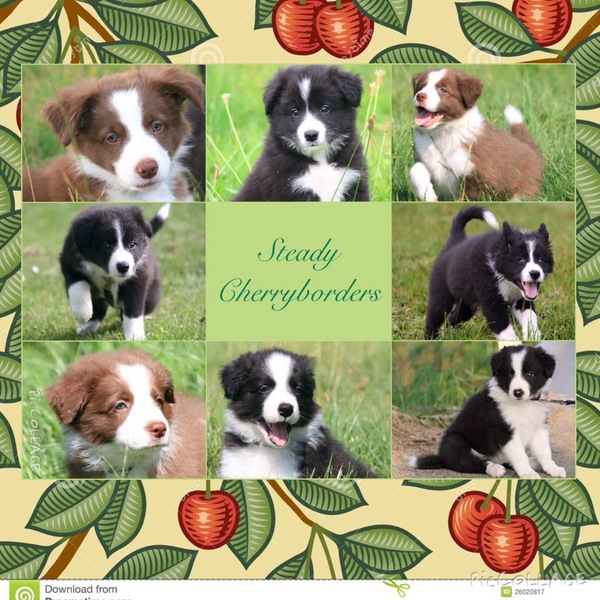 Steady Cherryborders